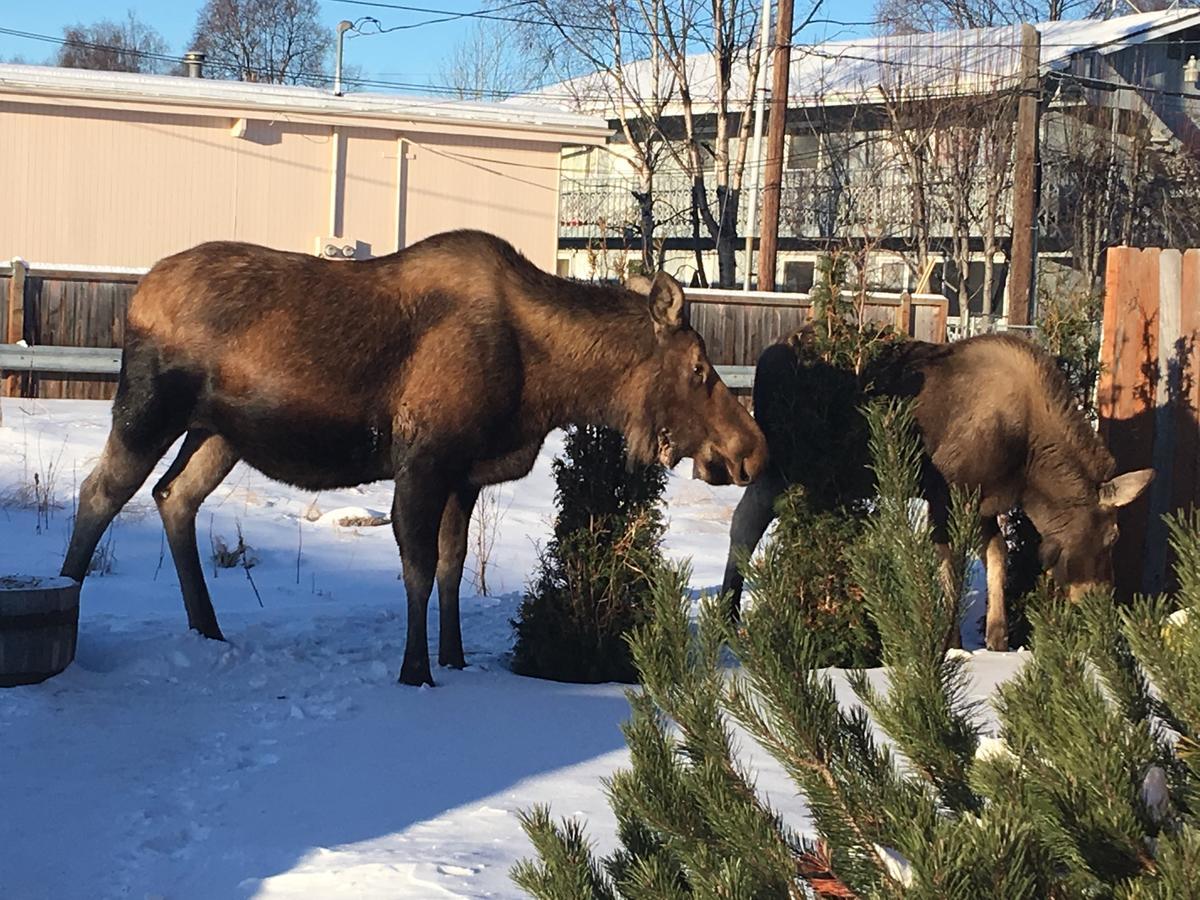Arctic Adventure Hostel Anchorage Esterno foto